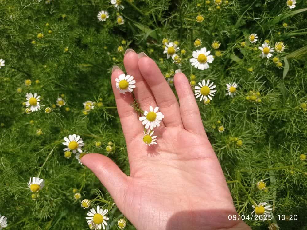  خواص-گیاه-دارویی-بابونه